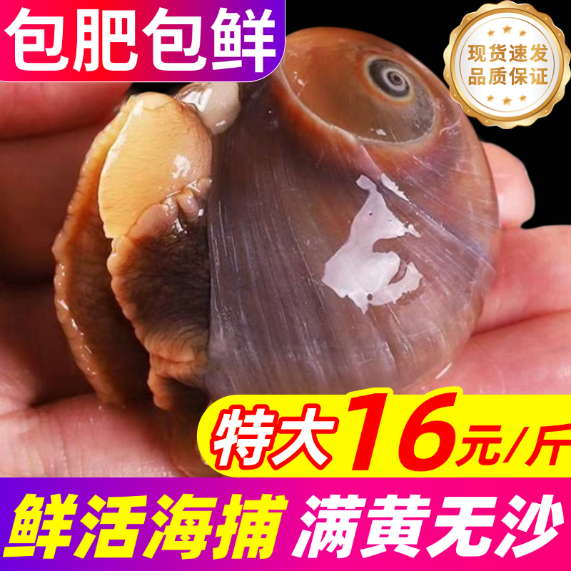 猫眼螺新鲜超大香螺鲜活速冻沙螺田玉螺海螺野生花螺海鲜水产贝类