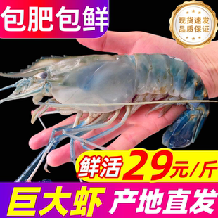罗氏虾鲜活超大罗氏沼虾新鲜速冻大头虾特大河虾金钱虾淡水虾生鲜