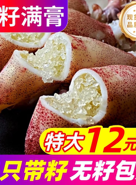 籽乌海兔子满籽全母带籽鲜活小鱿鱼墨鱼仔乌贼笔管鱿鱼海鲜水产