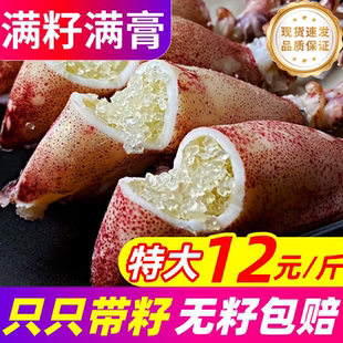 籽乌海兔子满籽全母带籽鲜活小鱿鱼墨鱼仔乌贼笔管鱿鱼海鲜水产