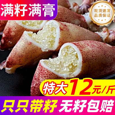 籽乌海兔子满籽全母带籽鲜活小鱿鱼墨鱼仔乌贼笔管鱿鱼海鲜水产