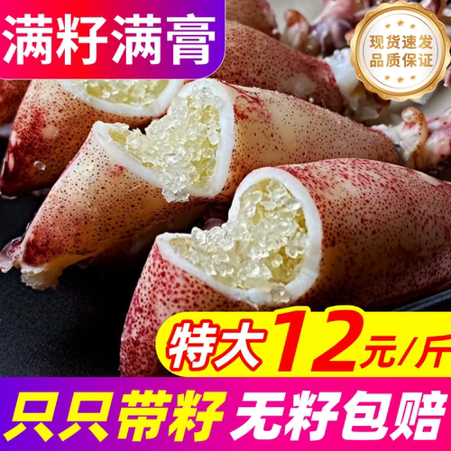 籽乌海兔子满籽全母带籽鲜活小鱿鱼墨鱼仔乌贼笔管鱿鱼海鲜水产