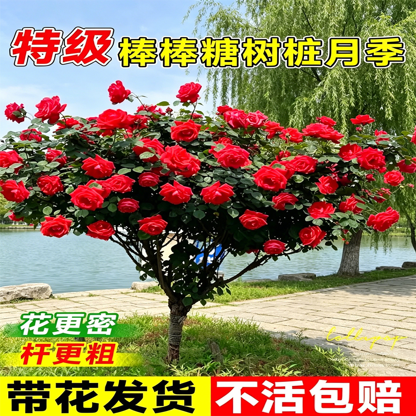 红色龙沙宝石棒棒糖月季树桩庭院