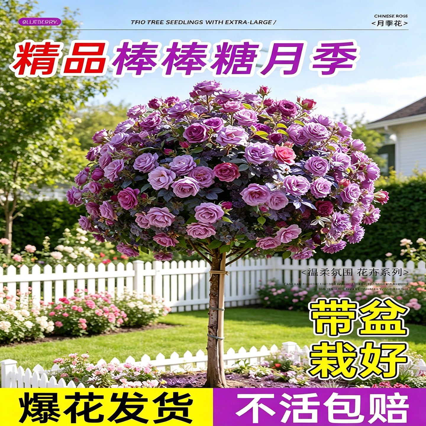 蓝色风暴棒棒糖树桩月季特大花树苗老桩嫁接四季阳台盆栽庭院开花