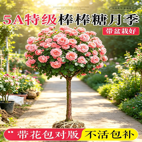 瑞典女王棒棒糖树桩月季庭院粉花
