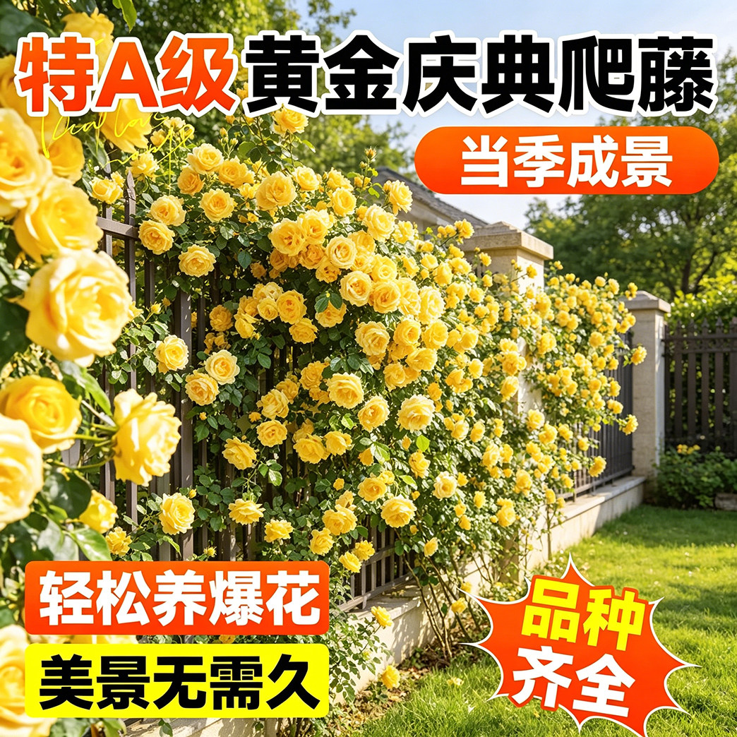黄金庆典爬藤月季花园爬院花卉