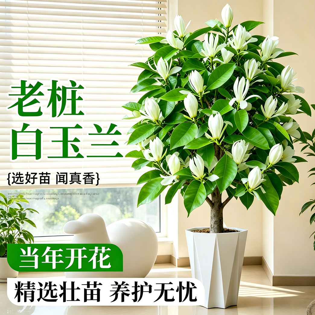 白玉兰盆栽客厅庭院白兰花