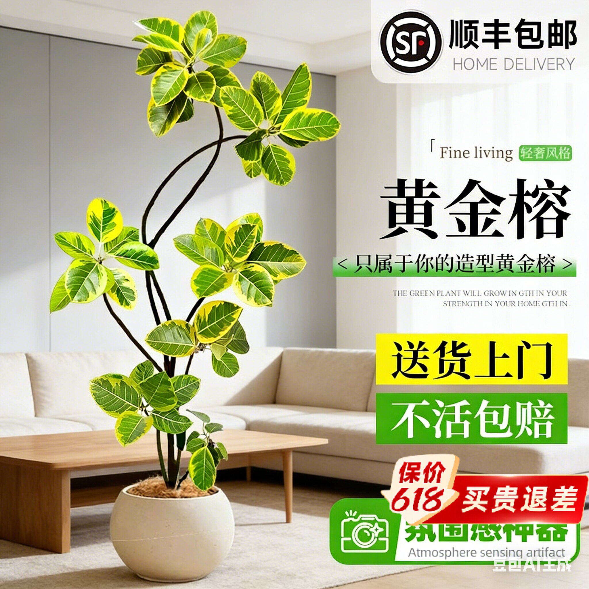 黄金榕绿植室内大型盆栽高级感孟加拉榕客厅橡皮树黄金荣花卉禄植