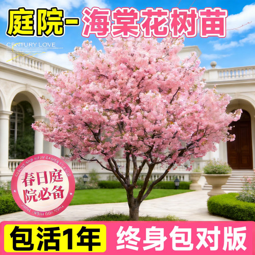 西府海棠花树苗庭院地栽行道树