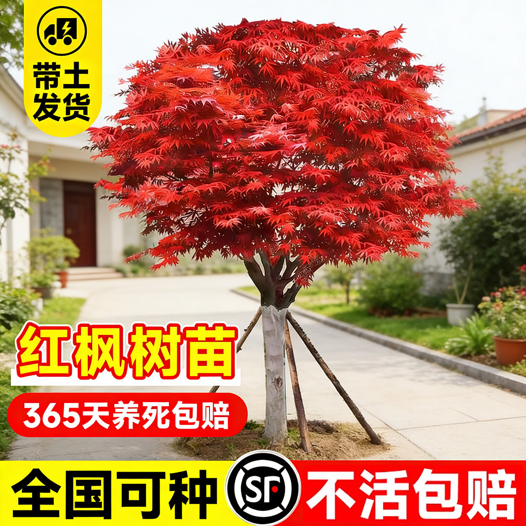 中国红枫树苗庭院别墅行道树图片