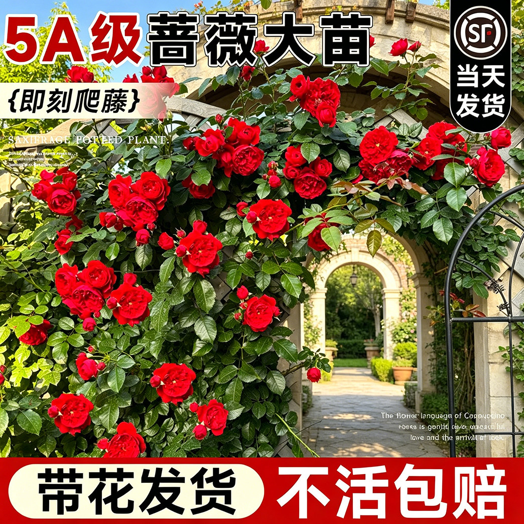 小女孩爬藤月季蔷薇花苗庭院爬墙