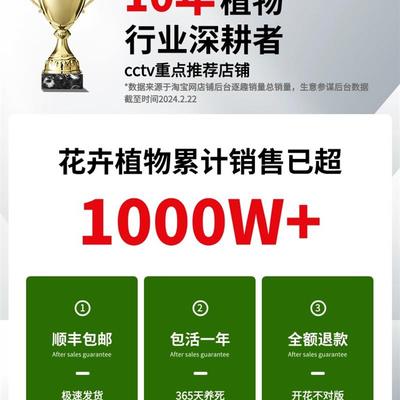 蔷薇花苗爬藤四季开花特大花爬藤植物藤本月季玫瑰