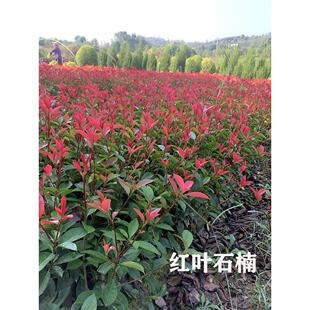 庭院行道树红叶石楠树苗红罗宾石兰树工程色块火红施兰球状树篱笆