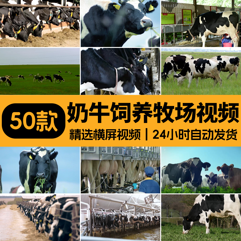 牧场饲养牧业草养殖饲料群农场吃奶牛素材养牛场视频实拍草原挤奶