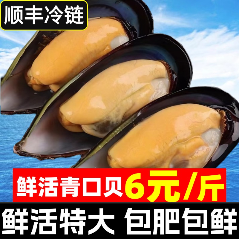 野生青口贝鲜活海虹淡菜