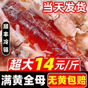 全母皮皮虾鲜活特大满黄满膏熟冻虾姑爬子濑尿虾海虾椒盐海鲜水产