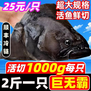鲽鱼头新鲜碟鱼头比目鱼头特大深海剁椒雅片鸦片鱼头商用海鲜水产