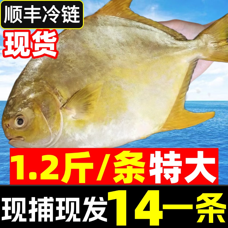 金鲳鱼特大鲜活冷冻海鱼