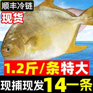 金鲳鱼特大鲳鱼鲜活新鲜冷冻海鱼湛江大金昌鱼平鱼银鱼鲳鳊鱼顺丰
