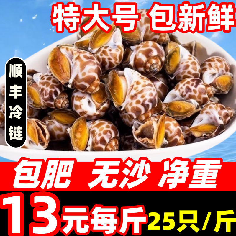 花螺鲜活新鲜海螺特大号海鲜水产鲜活鲜冻冷冻贝类东风螺特大花螺