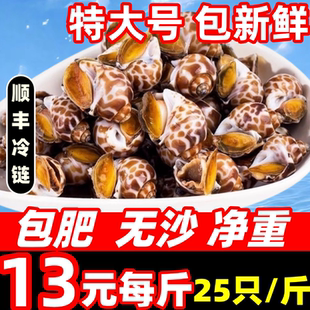 花螺鲜活新鲜海螺特大号海鲜水产鲜活鲜冻冷冻贝类东风螺特大花螺