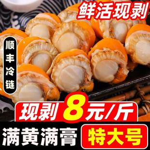 新鲜扇贝肉超大带黄带膏去壳无沙特大商用鲜活冷冻红扇贝海鲜水产