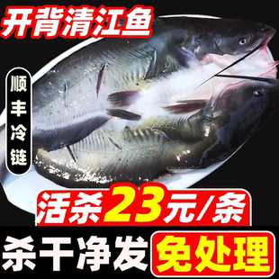 开背清江鱼商用半成品烤鱼带皮整条冷冻鮰鱼湄公鱼纸包鱼批发整箱