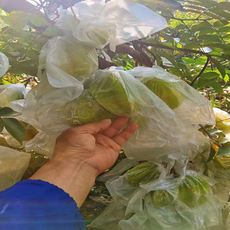 包邮农业耳朵型套杨桃薄膜套袋番石榴青枣袋百香果防虫袋套水果袋