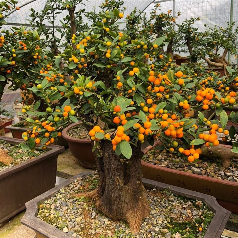 绿植盆栽 荀子 老鸦 籽播龙桔豆 盆景素材 阳台办公室 四季常青