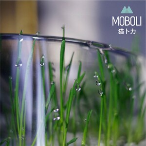MOBOLI猫卜力猫草碗猫碗猫草杯秘密森林斜口猫咪食盆喝水盆猫狗碗