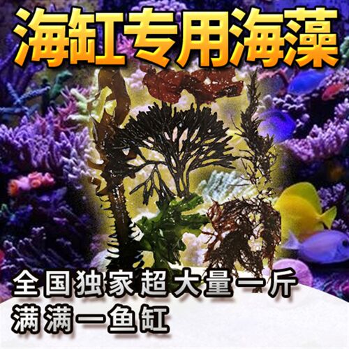 海缸海水鱼缸专用造景水藻活海藻水草海草藻缸火焰藻红绿葡萄钢丝