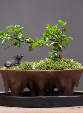 发财树家居装饰品办公客厅茶几绿萝文竹陶瓷花盆招财创意桌面摆件