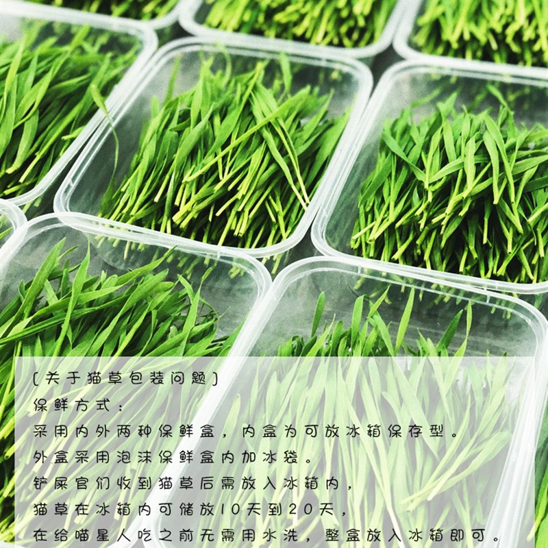 即食新鲜猫草盒懒人猫草已种好猫薄荷猫零食无需种植化毛去毛球