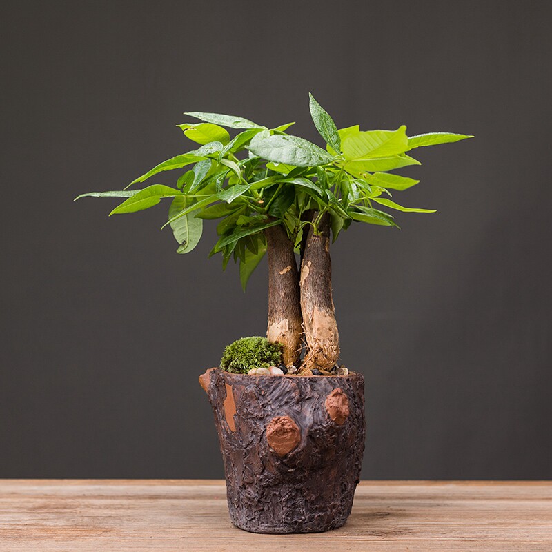 发财树家居装饰品办公客厅茶几绿萝文竹陶瓷花盆招财创意桌面摆件