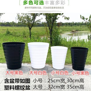 龙须树大型绿植多头龙血树龙铁树发财树室内客厅盆栽花卉植物盆景