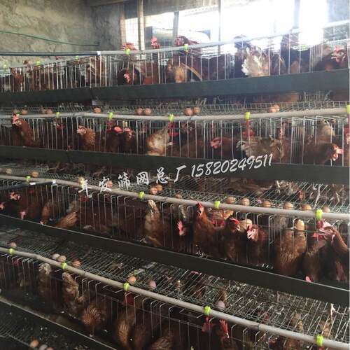 广州厂家生产直销养殖蛋鸡笼具自动滚蛋设计铁丝网养鸡笼