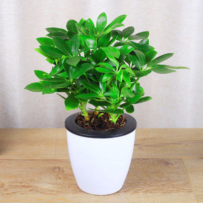 鸭脚木七叶莲盆栽 鹅掌柴可水培四季常青植物 室内八方来财绿植