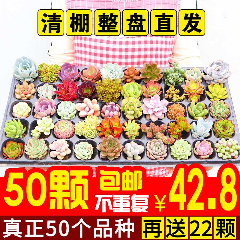 开花多肉花卉精品小贵货多肉植物稀有品种肉肉花植物盆栽组合套餐