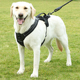 大狗狗牵引绳背心式 防爆冲狗胸背带中大型犬拉布拉多遛狗绳狗链子