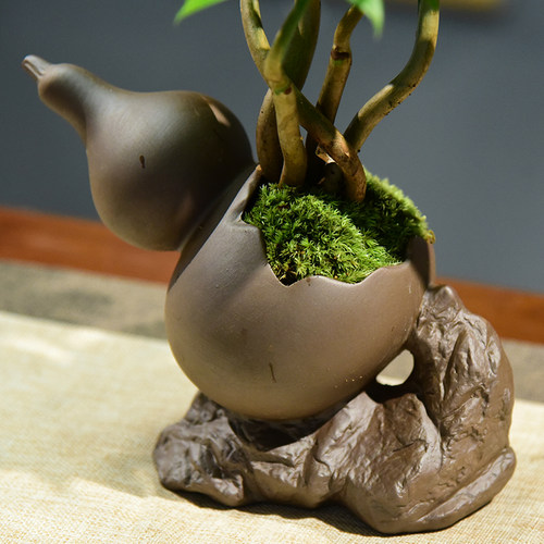 发财树小盆景办公室盆栽客厅桌面绿植四季常青茶桌面装饰植物室内