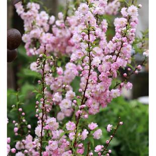 东北耐寒多年生灌木花卉白花麦李粉花重瓣麦李珍珠李盆栽庭院植物