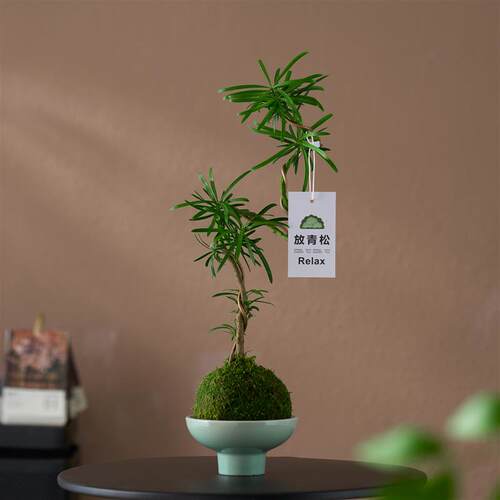 苔藓球罗汉松造型老桩水培植物室内中古宅K寂风办公室客厅桌面绿