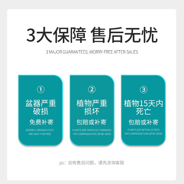 水培红掌盆栽白掌绿萝植物室内花卉水养好养一帆风顺鸿运当头绿植