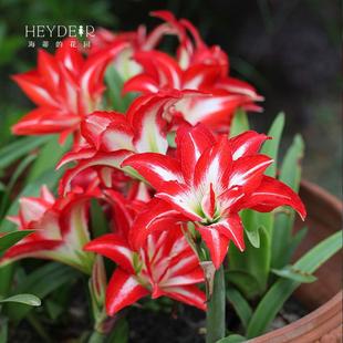 海蒂的花园南非朱顶红阿弗雷进口种球鬼魅滑稽演员花卉植物室内花