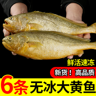 新货深海大黄花鱼新鲜冷冻生鲜水产鲜活冰鲜宁德深海鱼黄鱼鲞商用