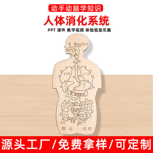 消化系统木趣味人体器官认知模型科技小制作手工diy简易自制材料