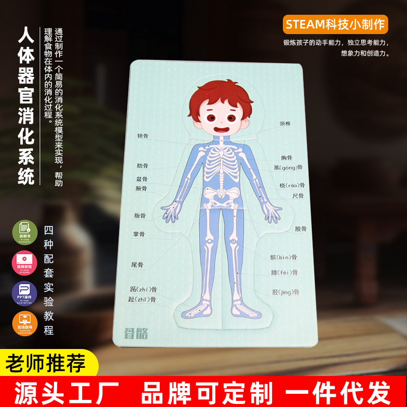 人体拼图DIY人体器官消化系统科技小制作拼图KT内脏拼图模型科学