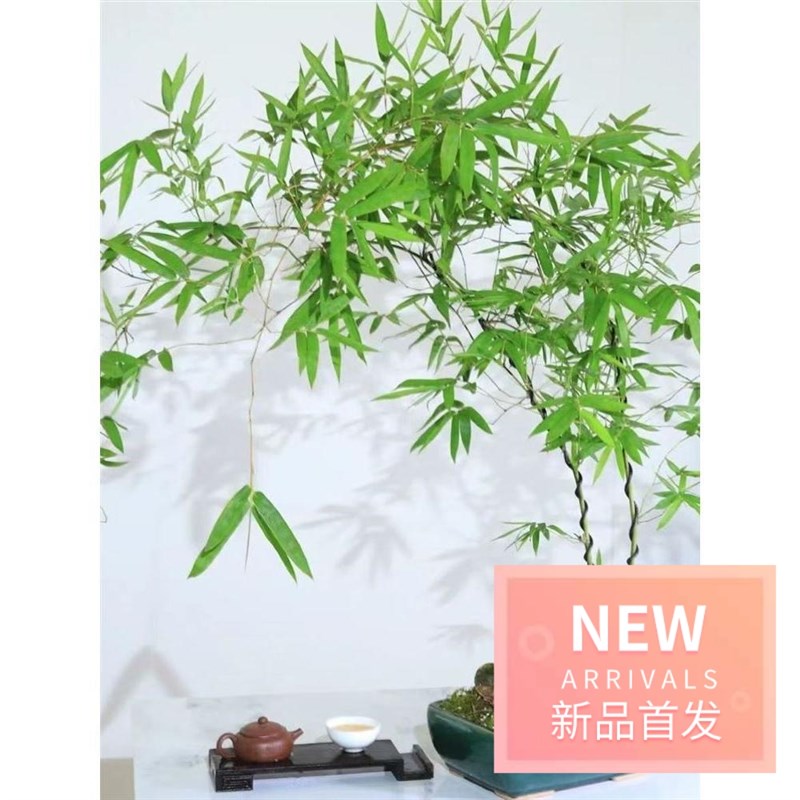小叶勒竹小叶簕竹根苗勒竹桩桌面绿G植成品竹子盆栽室内文人茶几