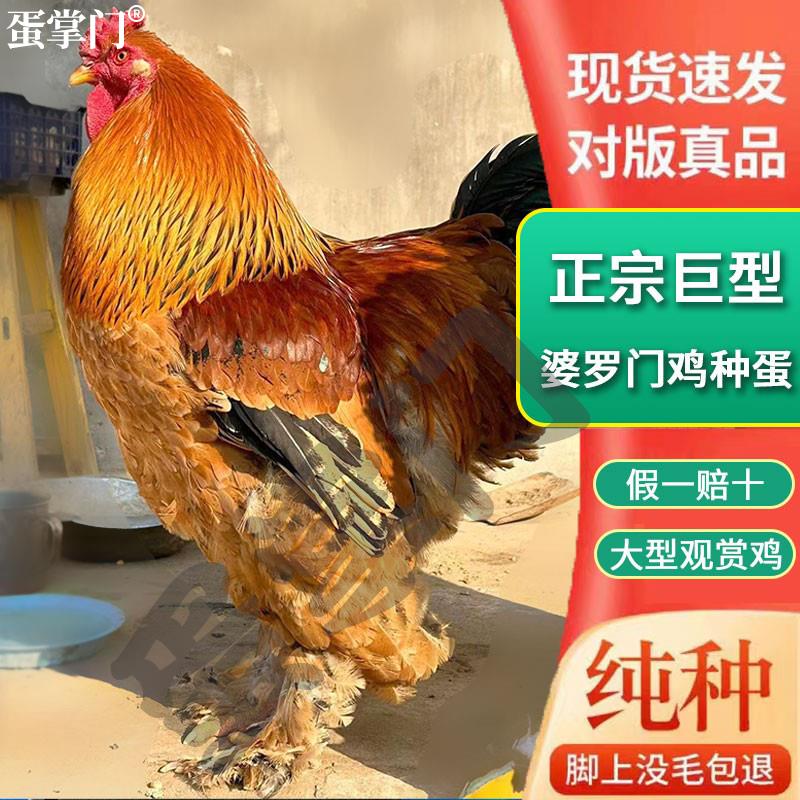 巨型婆罗门鸡活苗纯种鸡种蛋受精蛋可孵化小鸡苗种鸡蛋宠物梵天鸡