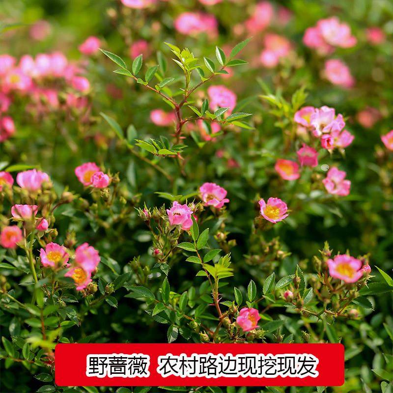 农村路边野蔷薇花卉苗木绿植盆栽盆景庭院子植物爬墙爬藤户外,鲜花速递/花卉仿真/绿植园艺,月季/蔷薇/玫瑰,淘宝优惠券,粉丝福利购,淘宝优惠卷